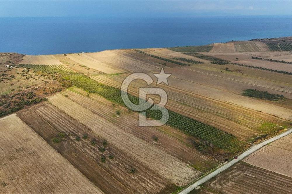 Çanakkale Kumkale de 13.150 m² Tarla Vasıflı Satılık Zeytinlik