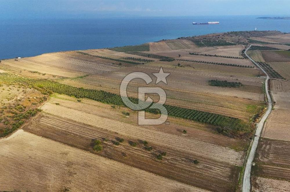 Çanakkale Kumkale de 13.150 m² Tarla Vasıflı Satılık Zeytinlik