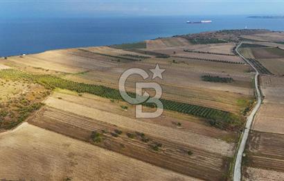Çanakkale Kumkale de 13.150 m² Tarla Vasıflı Satılık Zeytinlik