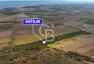 Çanakkale Kumkale de 13.150 m² Tarla Vasıflı Satılık Zeytinlik