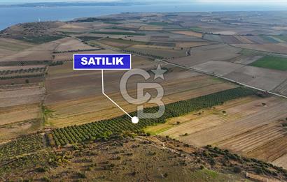 Çanakkale Kumkale de 13.150 m² Tarla Vasıflı Satılık Zeytinlik
