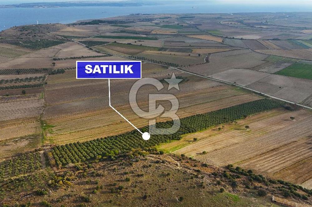 Çanakkale Kumkale'de 12.698 m² Tarla Vasıflı Satılık Zeytinlik