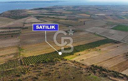 Çanakkale Kumkale'de 12.698 m² Tarla Vasıflı Satılık Zeytinlik