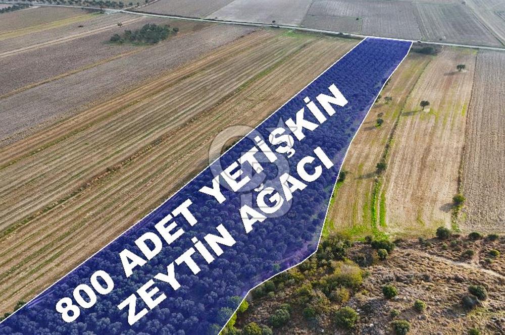 Çanakkale Kumkale de 13.150 m² Tarla Vasıflı Satılık Zeytinlik