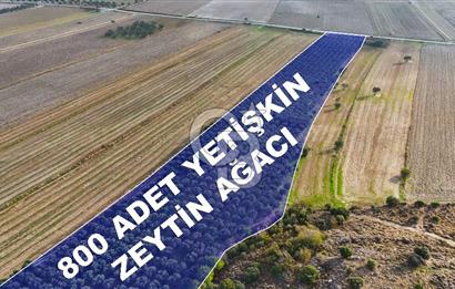 Çanakkale Kumkale de 13.150 m² Tarla Vasıflı Satılık Zeytinlik