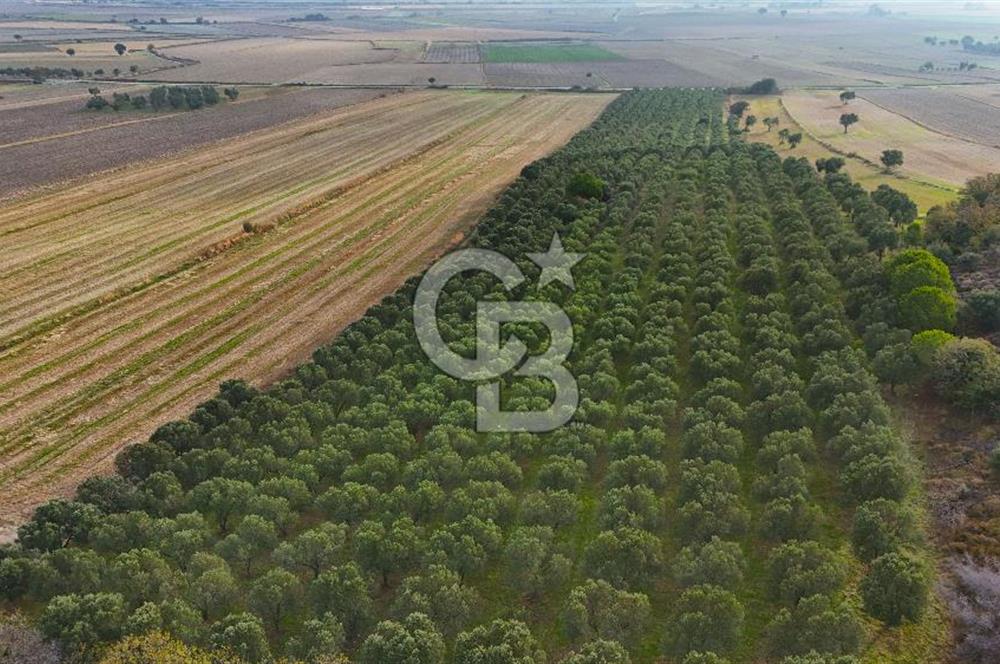 Çanakkale Kumkale de 13.150 m² Tarla Vasıflı Satılık Zeytinlik