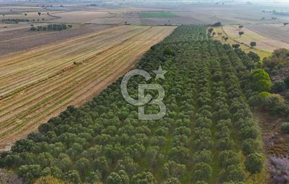 Çanakkale Kumkale de 13.150 m² Tarla Vasıflı Satılık Zeytinlik