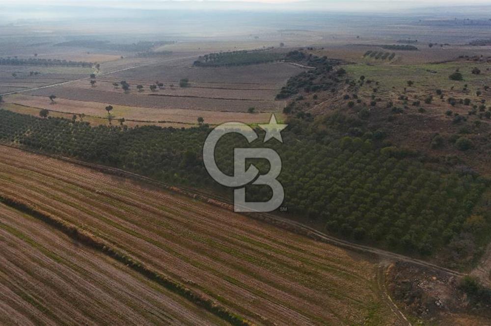 Çanakkale Kumkale de 13.150 m² Tarla Vasıflı Satılık Zeytinlik