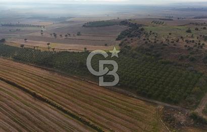Çanakkale Kumkale de 13.150 m² Tarla Vasıflı Satılık Zeytinlik