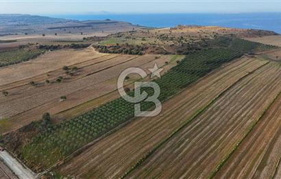 Çanakkale Kumkale de 13.150 m² Tarla Vasıflı Satılık Zeytinlik