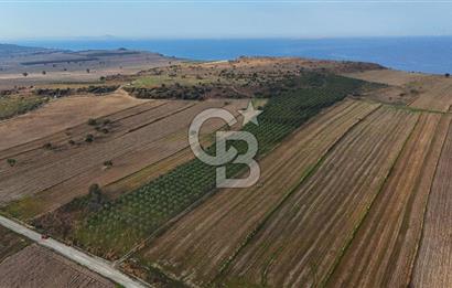 Çanakkale Kumkale de 13.150 m² Tarla Vasıflı Satılık Zeytinlik
