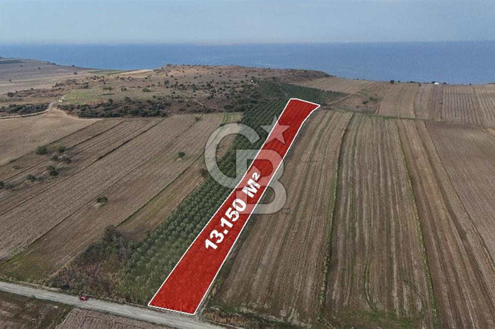 Çanakkale Kumkale de 13.150 m² Tarla Vasıflı Satılık Zeytinlik
