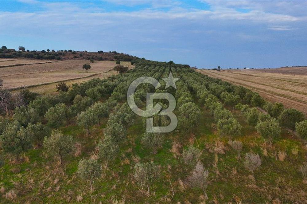 Çanakkale Kumkale de 13.150 m² Tarla Vasıflı Satılık Zeytinlik