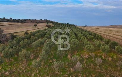 Çanakkale Kumkale de 13.150 m² Tarla Vasıflı Satılık Zeytinlik