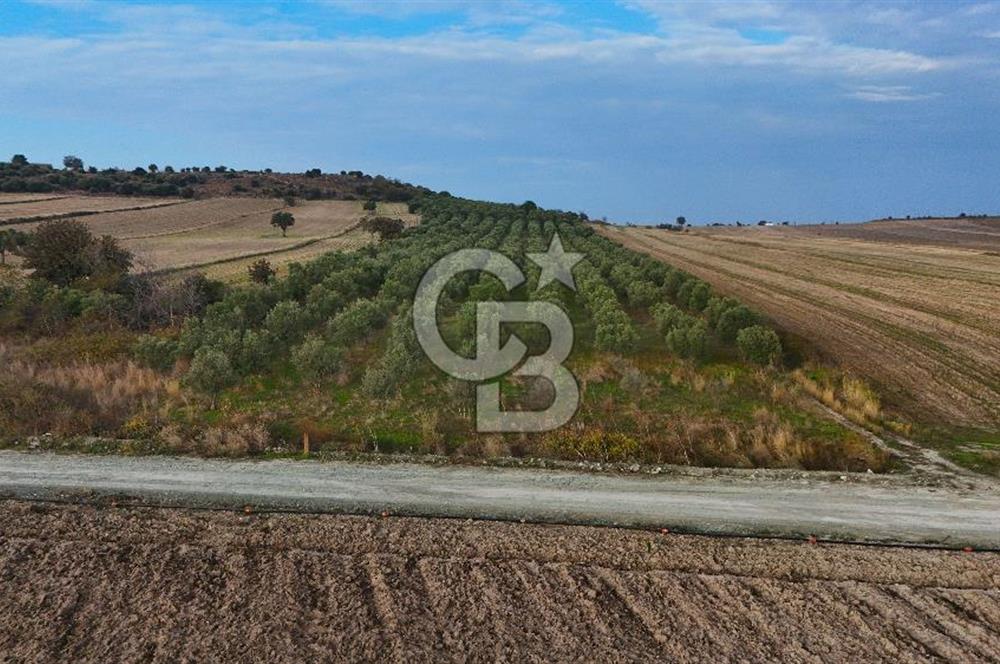 Çanakkale Kumkale de 13.150 m² Tarla Vasıflı Satılık Zeytinlik