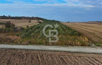 Çanakkale Kumkale de 13.150 m² Tarla Vasıflı Satılık Zeytinlik