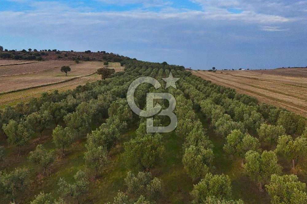 Çanakkale Kumkale'de 12.698 m² Tarla Vasıflı Satılık Zeytinlik