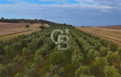 Çanakkale Kumkale'de 12.698 m² Tarla Vasıflı Satılık Zeytinlik