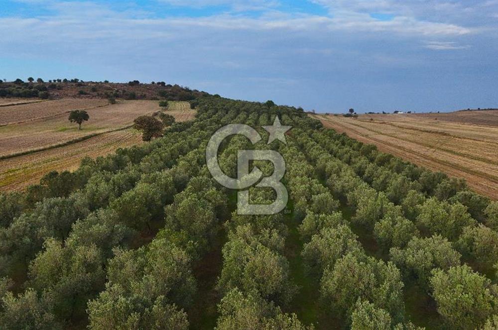 Çanakkale Kumkale de 13.150 m² Tarla Vasıflı Satılık Zeytinlik