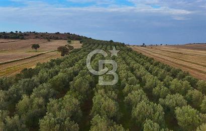 Çanakkale Kumkale de 13.150 m² Tarla Vasıflı Satılık Zeytinlik