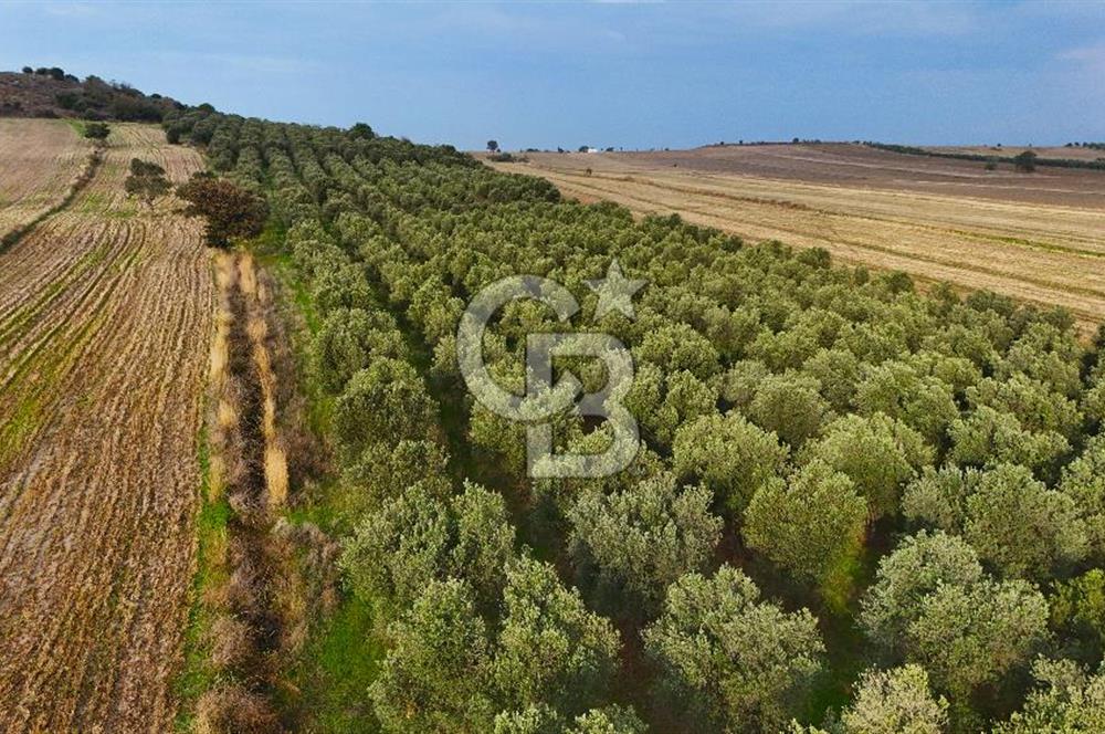 Çanakkale Kumkale'de 12.698 m² Tarla Vasıflı Satılık Zeytinlik