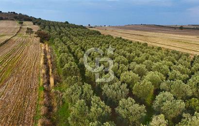 Çanakkale Kumkale'de 12.698 m² Tarla Vasıflı Satılık Zeytinlik