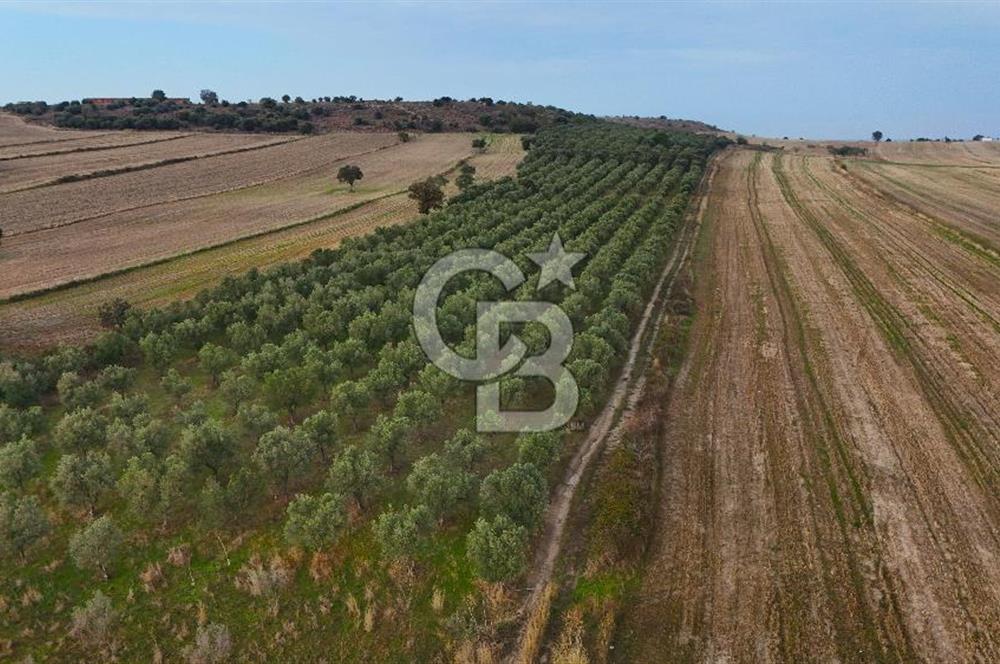 Çanakkale Kumkale'de 12.698 m² Tarla Vasıflı Satılık Zeytinlik
