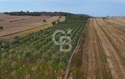 Çanakkale Kumkale de 13.150 m² Tarla Vasıflı Satılık Zeytinlik