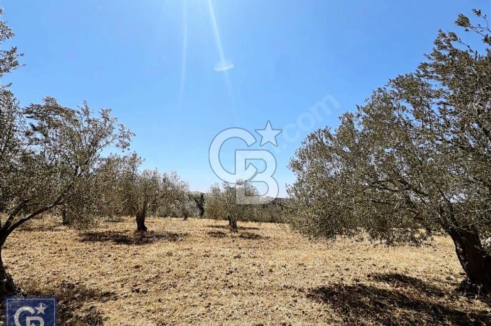Çanakkale Dümrek köyünde 11 Dönüm tarla