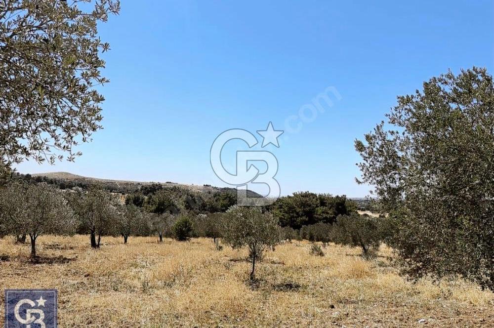 Çanakkale Dümrek köyünde 11 Dönüm tarla