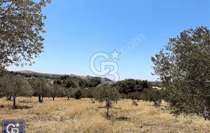 Çanakkale Dümrek köyünde 11 Dönüm tarla