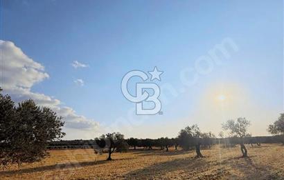 Geyiklinin Dibinde kupon Zeytinlik