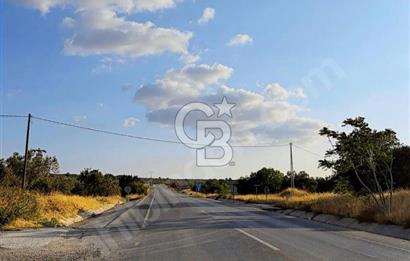 Geyiklinin Dibinde kupon Zeytinlik