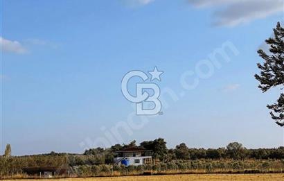 Geyiklinin Dibinde kupon Zeytinlik