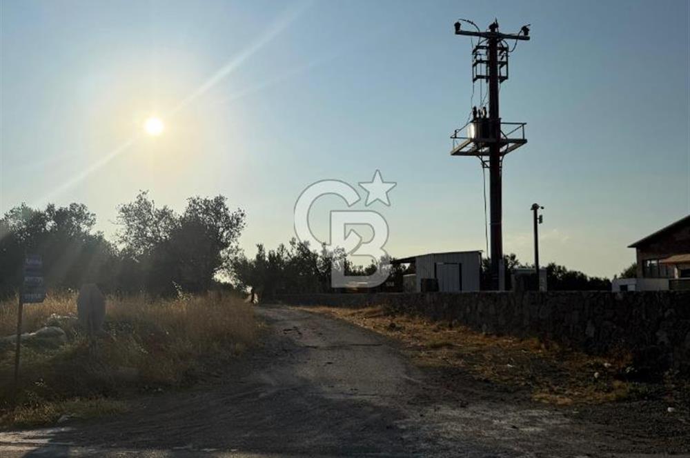 Geyiklinin Dibinde Kupon zeytinlik