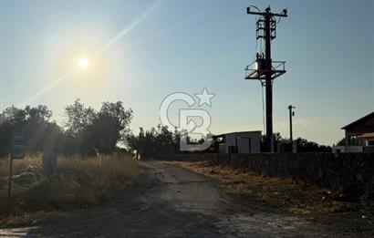 Geyiklinin Dibinde Kupon zeytinlik