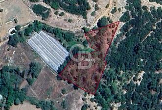 Kaş Sütleğen' de 3.155 m2 Tarla 