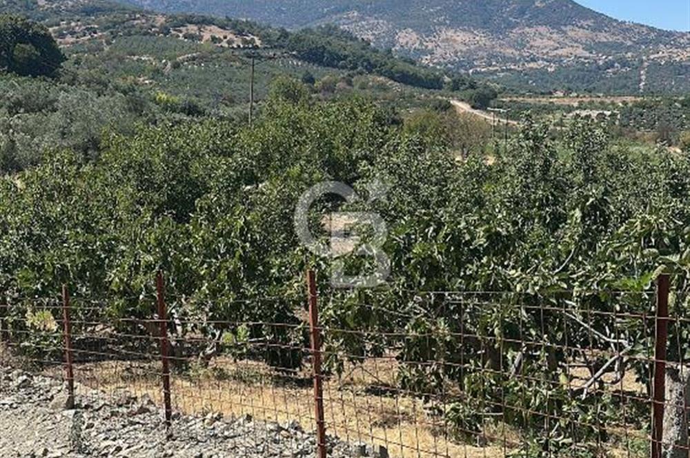 MENEMEN BOZALAN'DA YATIRIMA UYGUN SATILIK TARLA