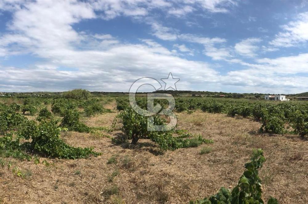 BOZCAADA DA 3606 m2 EŞŞİZ BAĞ YENİ SAHİBİNİ BEKLİYOR
