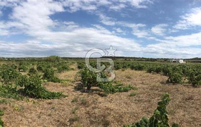 BOZCAADA DA 3606 m2 EŞŞİZ BAĞ YENİ SAHİBİNİ BEKLİYOR