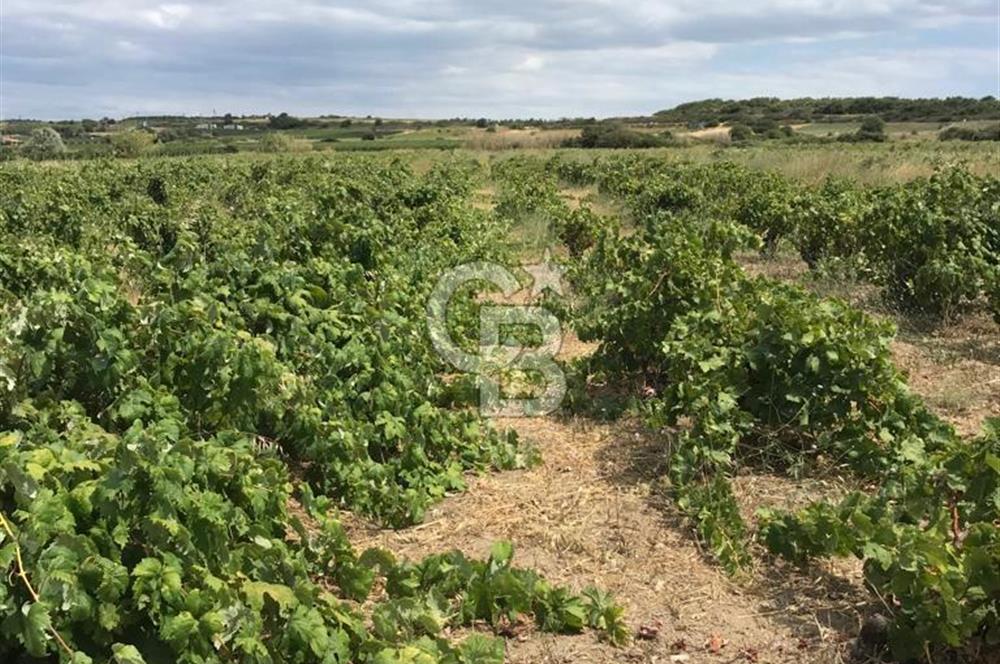 BOZCAADA DA 3606 m2 EŞŞİZ BAĞ YENİ SAHİBİNİ BEKLİYOR