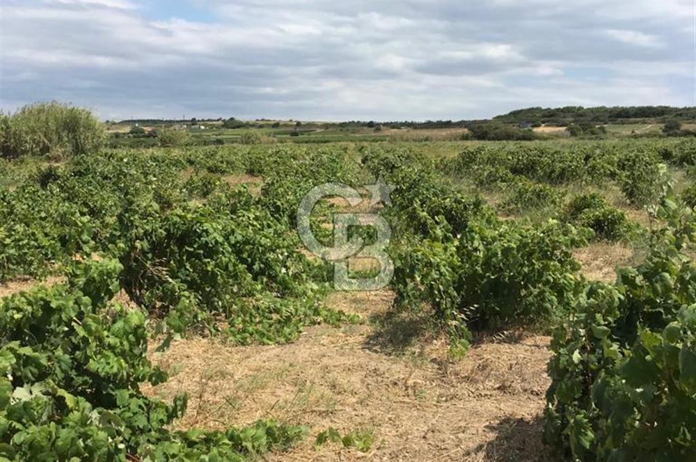 BOZCAADA DA 3606 m2 EŞŞİZ BAĞ YENİ SAHİBİNİ BEKLİYOR