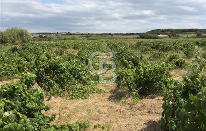 BOZCAADA DA 3606 m2 EŞŞİZ BAĞ YENİ SAHİBİNİ BEKLİYOR