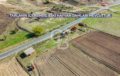AYVACIK, TUZLA GÜLPINAR YOL ÜZERİNDE YATIRIMLIK 16.135 M2 TARLA!
