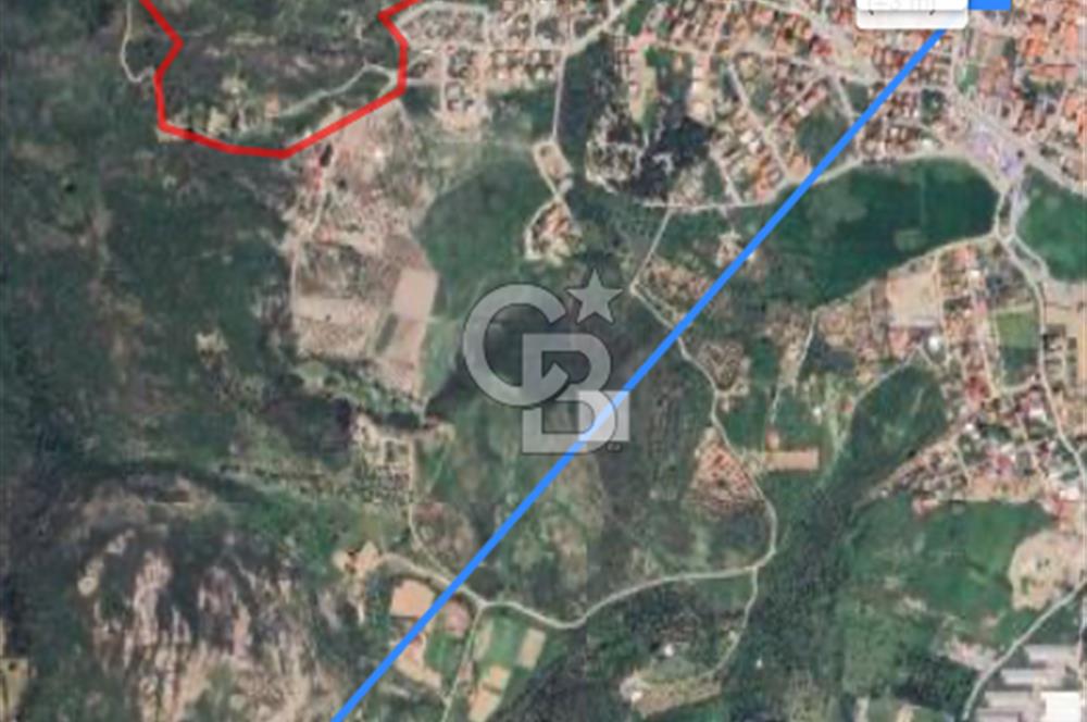 Urla nın en gözde konumu İskele de satılık zeytinlik fırsatı