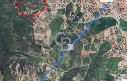 Urla nın en gözde konumu İskele de satılık zeytinlik fırsatı