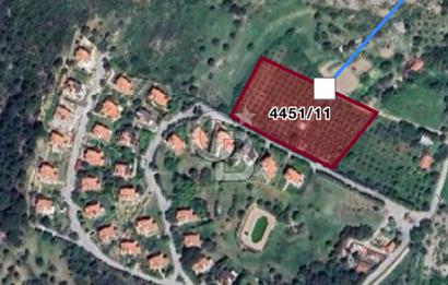 Urla nın en gözde konumu İskele de satılık zeytinlik fırsatı