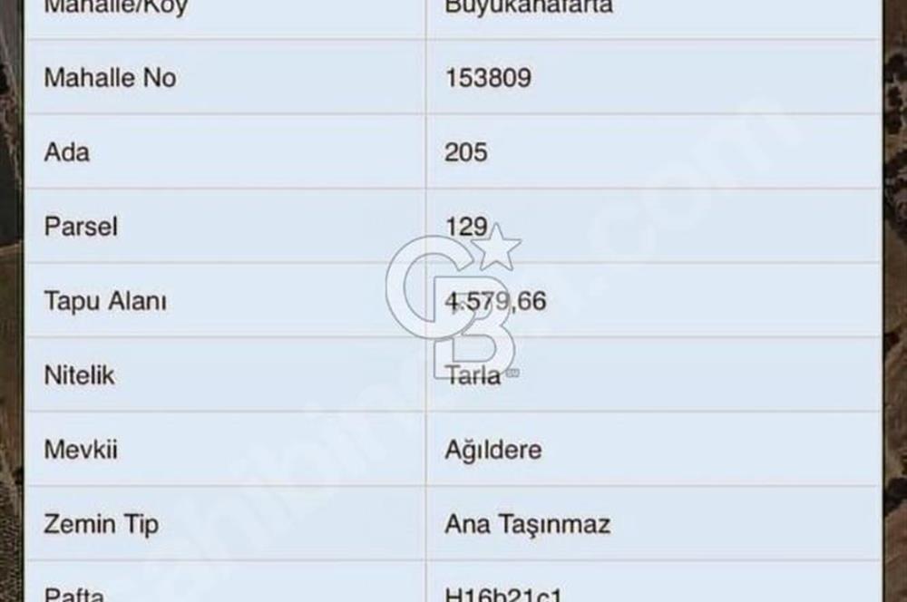 BÜYÜK ANAFARTALAR KÖYÜNDE 4579 m2 SATILIK FIRSAT ZEYTİNLİK