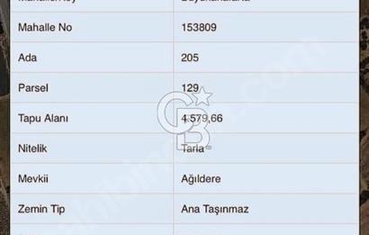 BÜYÜK ANAFARTALAR KÖYÜNDE 4579 m2 SATILIK FIRSAT ZEYTİNLİK