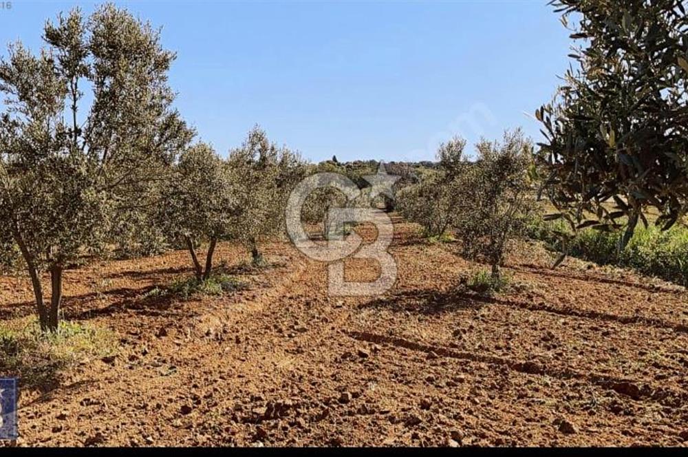 BÜYÜK ANAFARTALAR KÖYÜNDE 4579 m2 SATILIK FIRSAT ZEYTİNLİK